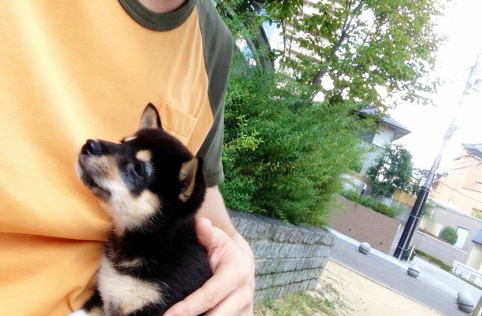 写真の説明